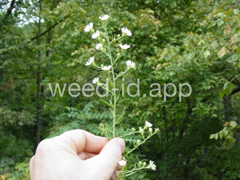 aster, white prairie
